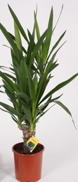 [90YU0012] YUCCA P24 H130