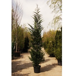 [90CU0104] CUPRESSOCYPARIS LEYLANDII 300/350