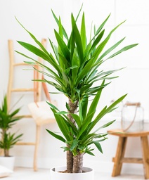 [90YU0010] YUCCA P27 H130