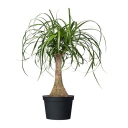 [90BE0073] BEAUCARNEA RECURVATA P35 H110 PICIOR DE ELEFANT