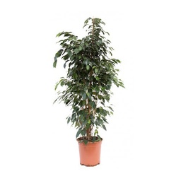 [90FI0001] FICUS BENJ EXOTICA COLUMNA C25 H120