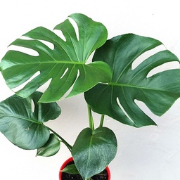 [90MO0005] MONSTERA DELICIOASA P14 H45CM