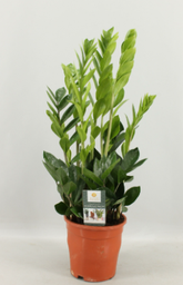 [90ZA0006] ZAMIOCULCAS ZAMIIFOLIA P17