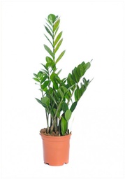 [90ZA0006] ZAMIOCULCAS ZAMIIFOLIA P17