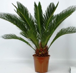 [90CY0014] Cycas Revoluta C-17