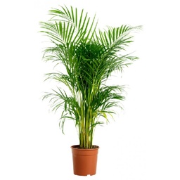 [90AR0077] ARECA LUTESCENS P24 H170
