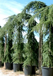 [90CE0020] CEDRUS DEODARA PEND.C. 300/350 CEDRU