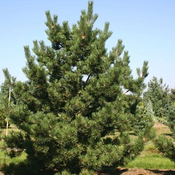 [90PI0109] PINUS STROBUS 300/350 BALOT