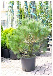 [90PI0175] PINUS NIGRA  SELECT 200/225 BALOT  PIN