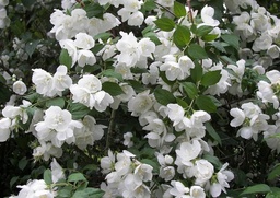 [90PH0084] PHILADELPHUS VIRGINALIS  125/150  IASOMIA DE GRADINA
