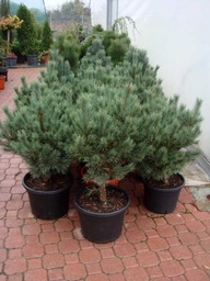 [90PI0162] Pinus Sylvestris Watererii Nana 100/+ C55l