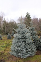 [90PI0137] Picea Pungens Balaton 300/350  C500L Molid argintiu