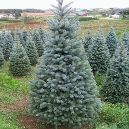 [90PI0063] PICEA PUNGENS GLAUCA 125/150 BALOT