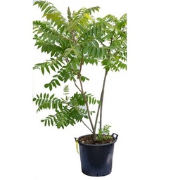 [90RH0026] RHUS TYPH. DISSECTA C25 125/-+ OTETAR