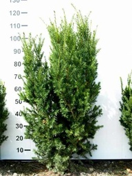 [90TA0035] TAXUS MEDIA HICKSII C18 100-125 TISA