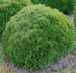 [90TH0003] THUYA OCCIDENTALIS DANICA C10