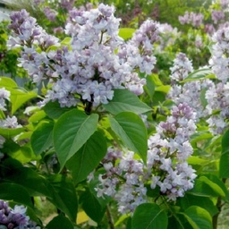 [90SY0051] SYRINGA VULG NEBO MOSCVY C15L LILIAC
