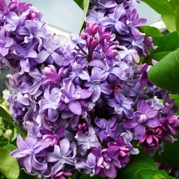 [90SY0063] SYRINGA VULG NADEZHDA C60L LILIAC