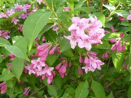 [90WE0007] WEIGELA ABEL CARRIERE  80/100 C10L