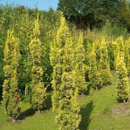 [90TA0024] TAXUS BACCATA  175/ 200 BALOT