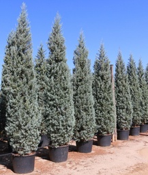 [90CU0135] CUPRESSUS ARIZ.FAST. C25 175/200