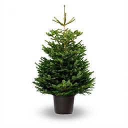 [90AB0004] ABIES NORDMANNIANA 125/150  C150L