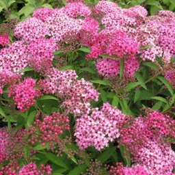 [90SP0030] SPIRAEA BUMALDA ANTHONY WATER 40/50 C10L