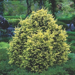 [90TA0015] TAXUS BACCATA SEMPERAUREA 125/150 C160 TISA