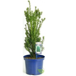 [90TA0013] TAXUS MEDIA HILLI  80/100 BALOTTISA