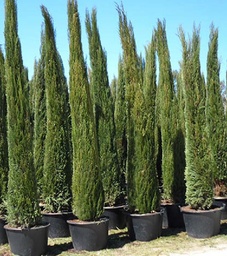 [90CU0048] CUPRESSUS SEMPERV. PIRAMID C30L 200/250