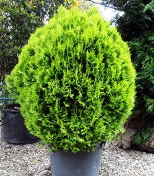 [90TH0001] THUYA ORIENTALIS AUREA NANA 40/60 C35