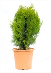 [90TH0002] THUYA ORIENTALIS AUREA NANA C12 30/40