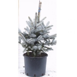 [90PI0005] picea Kost. blue diamond  C75 150/175 Molid Argintiu