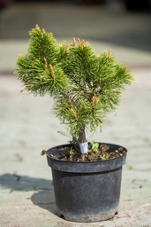 [90PI0010] PINUS MUGO WINTER GOLD C3 PIN