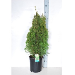 [90TA0036] TAXUS BACCATA OVEREYNDERII175/200 BALOT  TISA