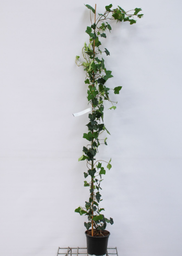 [90HE0015] Hedera helix 'Hibernica' C3L H175-200 Iedera