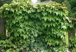 [90AM0003] PARTHENOCISUS  TRICUSPIDATA  200/+ C10 VITA CANADIANA