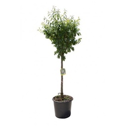 [90FR0012] PRUNUS DOMESTICA 14/16 C50 PRUN