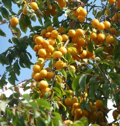 [90FR0033] PRUNUS ARMENIACA 10/12 C50 CAIS