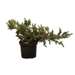 [90JU0028] JUNIPERUS HORIZONTALIS MIX C5