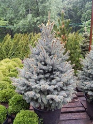 [90PI0020] Picea Pungens Balaton  150/175 C110L Molid argintiu