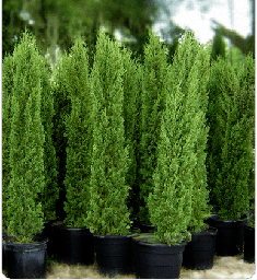 [90CU0016] CUPRESSUS LEYLANDII  C25 250/300