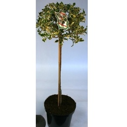 [90IL0006] Ilex Aquif. Argentea Marg.40/60 C10