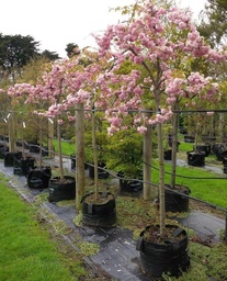 [90PR0086] PRUNUS SERRULATA KIKU SAKURA 10/12 C35 L