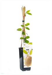 [90AC0105] ACTINIDIA DE JENNY KIWI P14 H60  KIWI