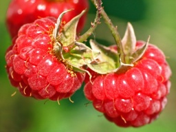 [90RU0004] ***RUBUS IDAEUS FALLGOLD/MALLING PROMISE P14 H60 ZMEUR