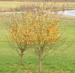 [90MA0141] MALUS HYBRIDE175/200 C30L