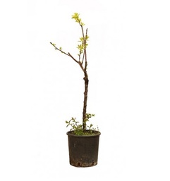 [90FR0005] FRUTI IN VARIETY C10 06/08 MERI PITICI