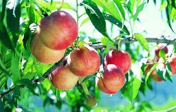 [90FR3014] PRUNUS PERSICA NUCIPERSICA C50 14/16 NECTARIN