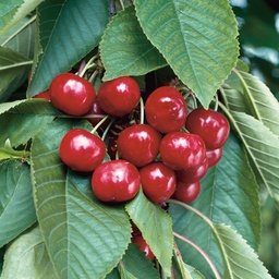 [90FR0014] PRUNUS AVIUM 10/12 C50 CIRES